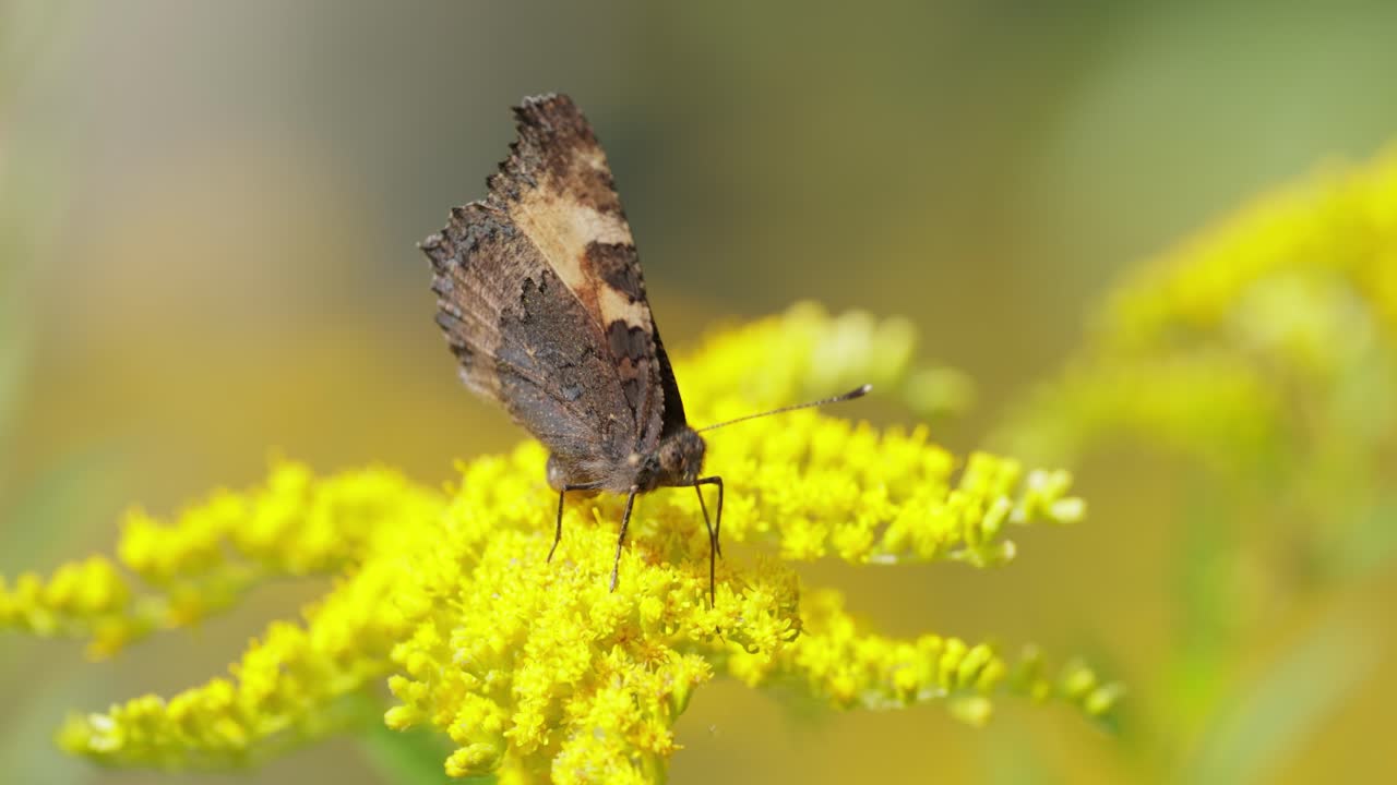 Small tortoiseshell butterfly (Aglais urticae, Nymphalis urticae) is a colourful Eurasian butterfly in the family Nymphalidae. It is a medium-sized butterfly that is mainly reddish orange.