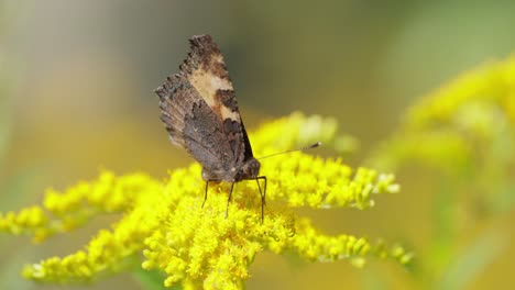 Small-tortoiseshell-butterfly-(Aglais-urticae,-Nymphalis-urticae)-is-a-colourful-Eurasian-butterfly-in-the-family-Nymphalidae.-It-is-a-medium-sized-butterfly-that-is-mainly-reddish-orange.