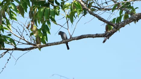 saltó a la derecha de la rama del árbol, el atrapamoscas verditer, eumyias thalassinus, tailandia