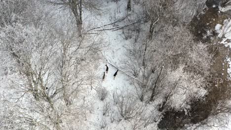 Aerial view of wildlife animals walking through forest covered with snow. Top down drone shot of roe deer's searching for food in winter.