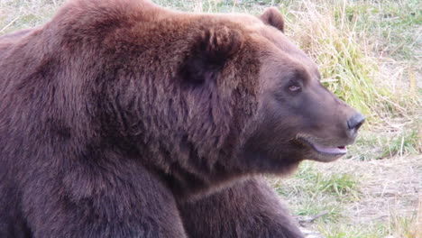 a large alaska grizzly bear brown bear rests after eating a meal