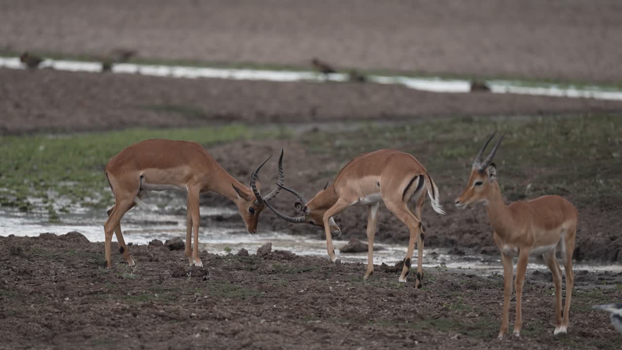 el espolón de imapala en el lado de un terraplén fangoso