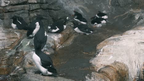 guillemots and puffins gather on a wet rocky surface, resting and interacting in a natural habitat. a peaceful scene showcasing seabird behavior.