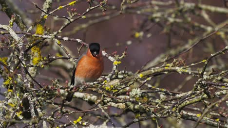 pájaro bullfinch eurasiático comiendo brotes de árboles de primavera y salta en ramas de cerca