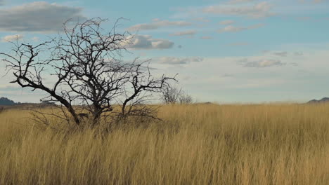 Panoramic-View-In-The-Grassland-With-Dry-Trees-At-Sonoita,-Arizona-With-Bright-Blue-Sky-On-the-Background-panning-shot