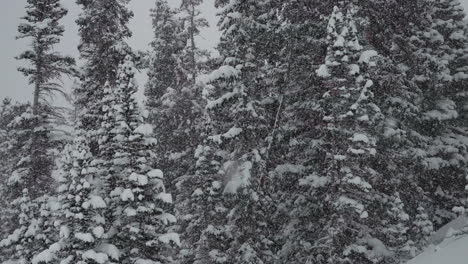 la nieve cae backcountry berthoud paso colorado nieve nieve primavera invierno tierra de las maravillas tormenta de nieve blanco fuera polvo profundo bosque nacional montaña rocosa pino cinemático súper cámara lenta disparo estático