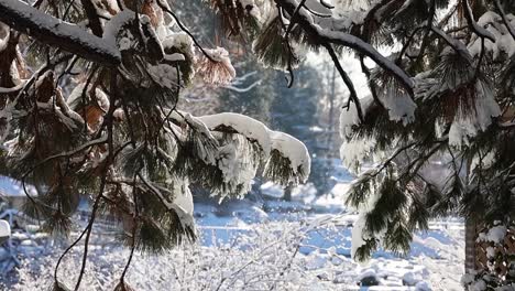 Sunlight-filters-through-fresh-snow-on-pine-trees,-with-gentle-flakes-falling