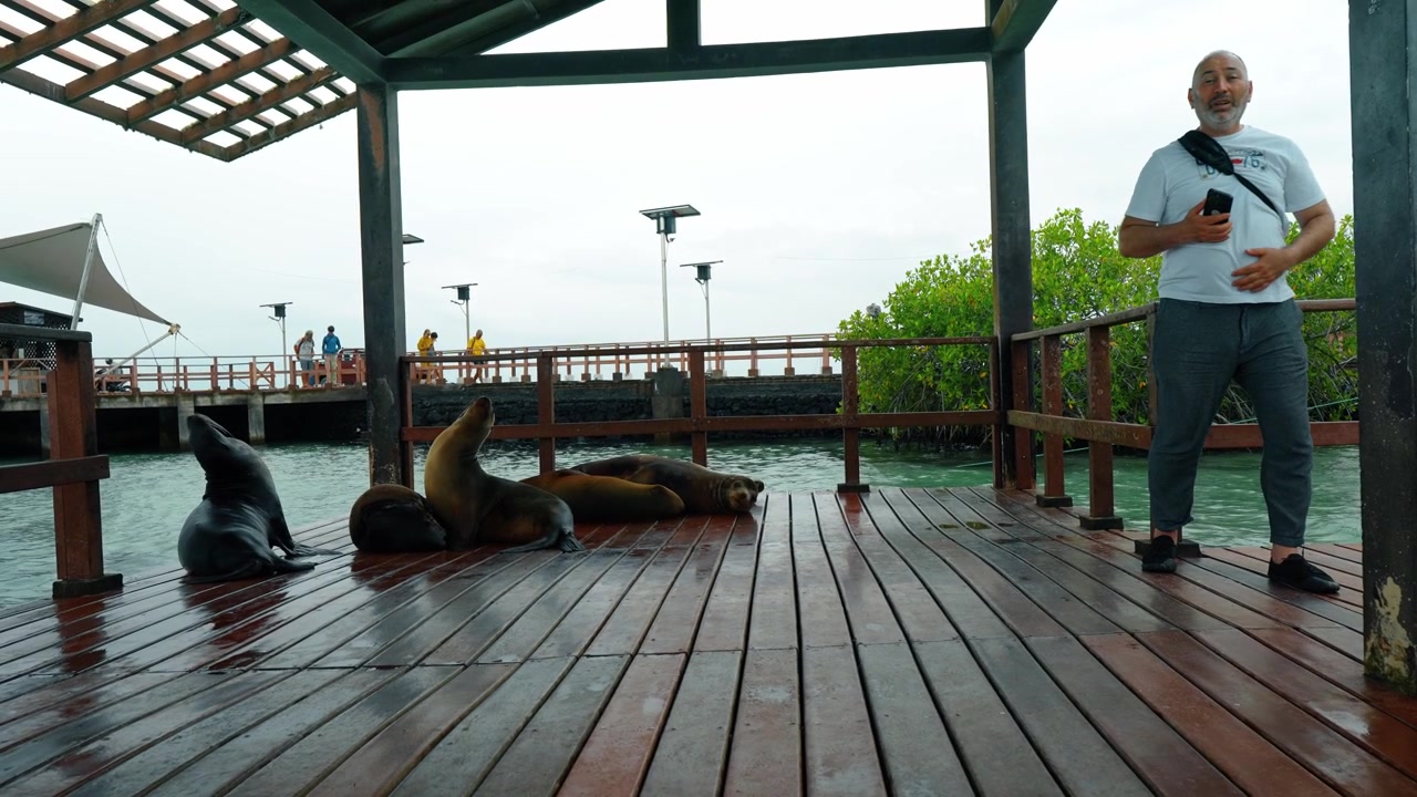 Santo Tomas, Ecuador, 1 May 2026: Sea lions resting on wooden dock at harbor, Isabela Island. Wet timber deck, pergola shelter, mangroves and tourist standing nearby.