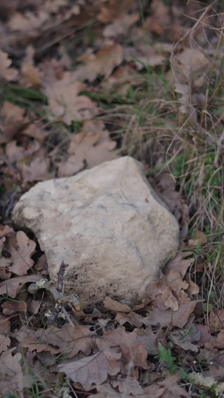 Rock and leaves on the ground