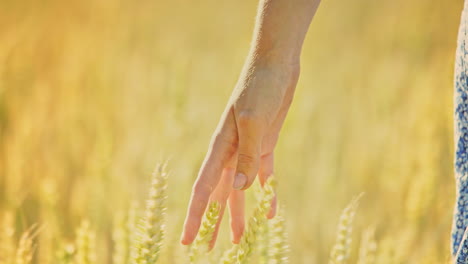 Frauenhand-Berührt-Weizenähren-Im-Feld.-Agronomin-Berührt-Weizenstiel