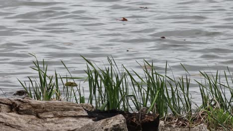 Lapso-De-Tiempo-De-Un-Pequeño-Parche-De-La-Orilla-Del-Río-Mississippi-En-Iowa-A-Principios-De-La-Primavera