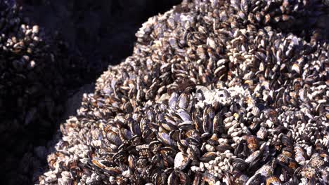 Muscheln-Auf-Einem-Felsen-Am-Belebten-Strand