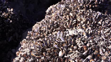 almejas sobre una roca en una playa concurrida