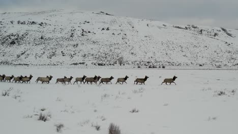 a low-flying 4k drone shot of a massive herd of elk, running together as a group over the plains of grand teton national park, just north of jackson, wyoming