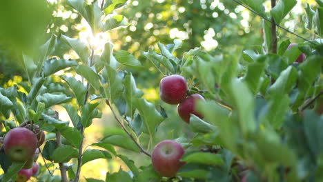 rays of sunlight shining through an apple tree in an orchard