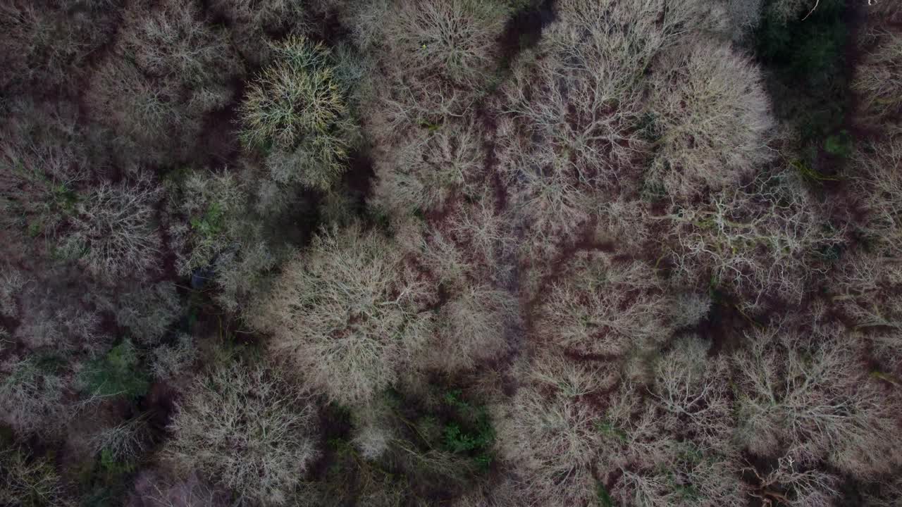 Aerial satellite view of forest treetops near London during autumn