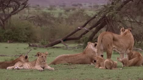 Manada-de-leones-agrupados