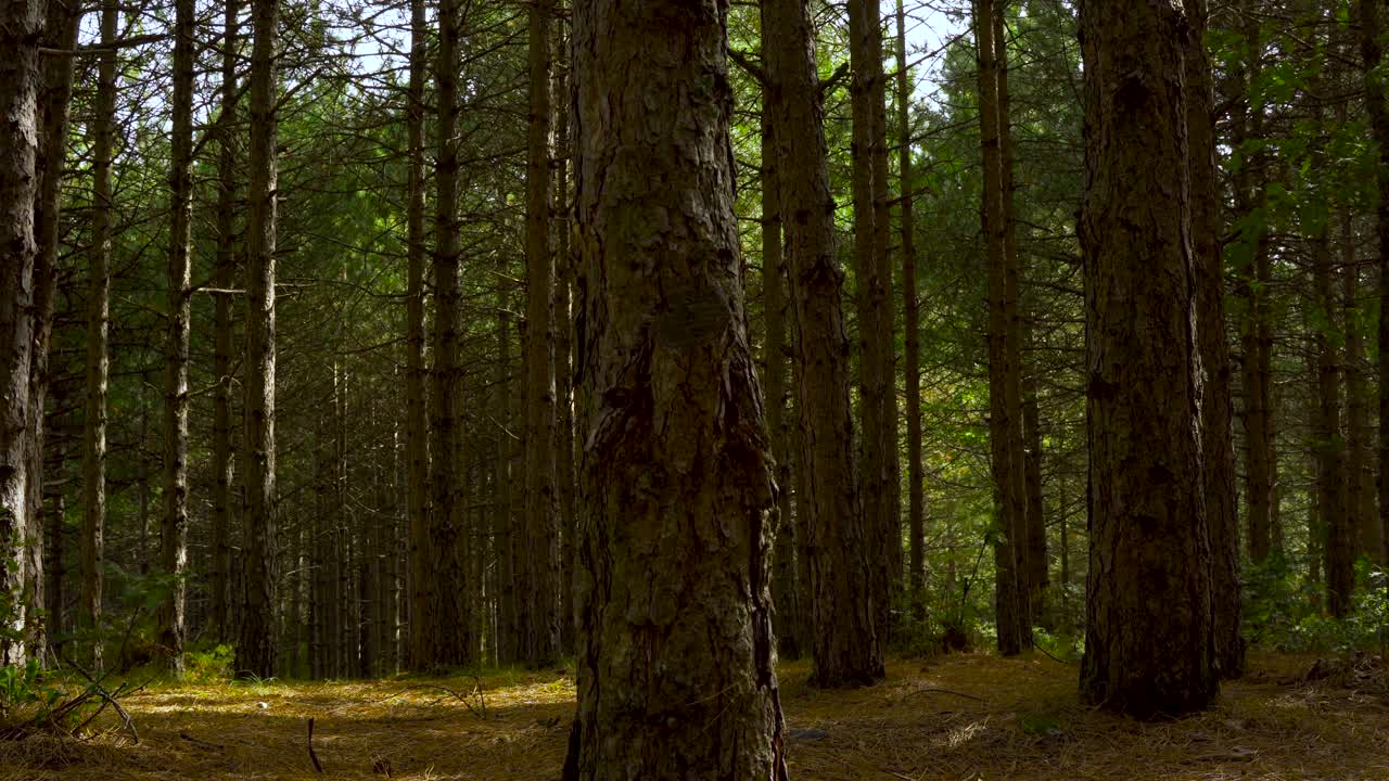 Foresta con pini e foglie verdi al mattino, ripresa panoramica lenta.