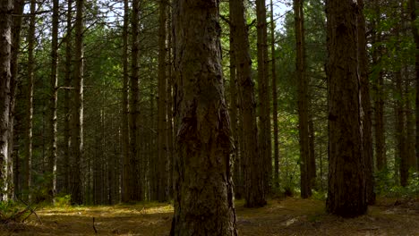 forest with pine trees and green leaves at morning, slow pan shot