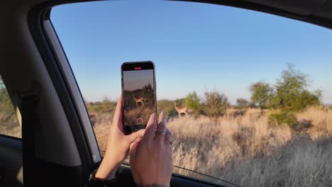 antílope salvaje en rustenburg en el noroeste de sudáfrica