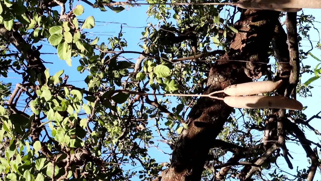 소시지 나무로 알려진 과일이 있는 키겔리아 나무의 낮은 각도