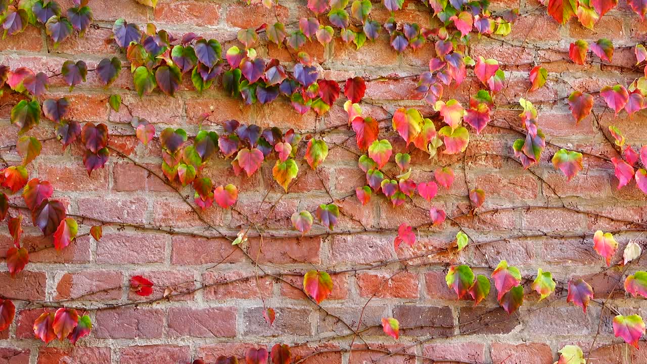 Edera sul muro di mattoni della casa. Riprese in autunno