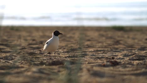 a beautiful gull is standing on the beach and looking for food in sunny day