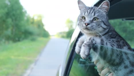 un gato gracioso cabalga en el coche y mira por la ventana.