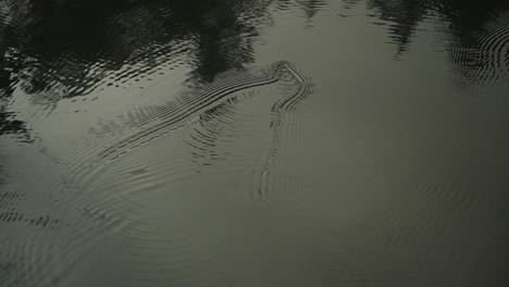 Wasserkäfer-Tanzen-Auf-Der-Glasklaren-Wasseroberfläche-Eines-Sees,-Super-Zeitlupe,-HD-30p