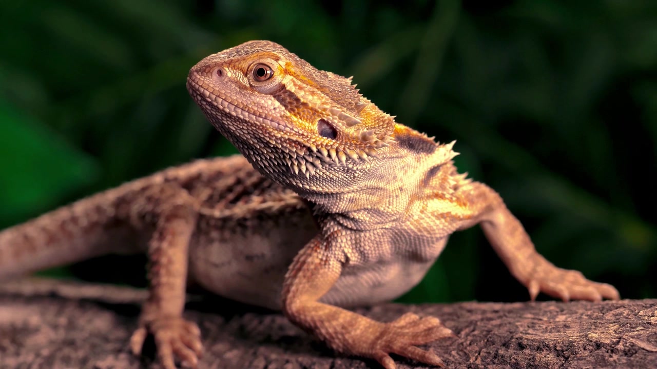 Drago barbuto marrone o lucertola agama che cammina su un tronco d'albero in un lussureggiante ambiente naturale verde, ideale per progetti su rettili, fauna selvatica, natura e habitat animali