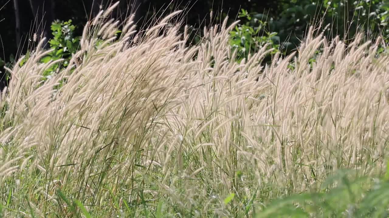 Close-up of golden grasses swaying rhythmically against a backdrop of lush greenery.