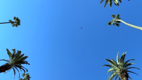 mirando directamente al dron que se eleva entre las palmeras