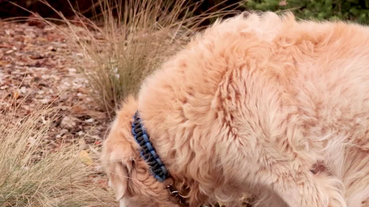Primo piano di un golden retriever che annusa l'erba e si accovaccia per espletare i suoi bisogni all'aperto
