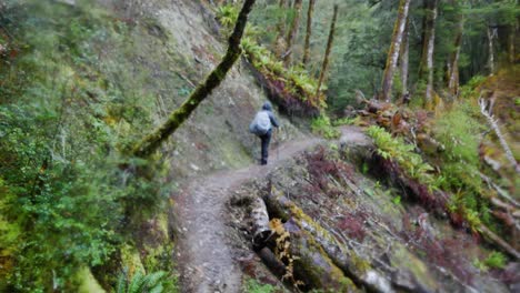 Woman-traveler-trekking-the-kepler-track-in-New-Zealand-mountain-path-wearing-a-raincoat-on-a-wet-and-humid-environment-in-the-forest