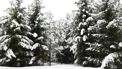 Verschneiter-Wald