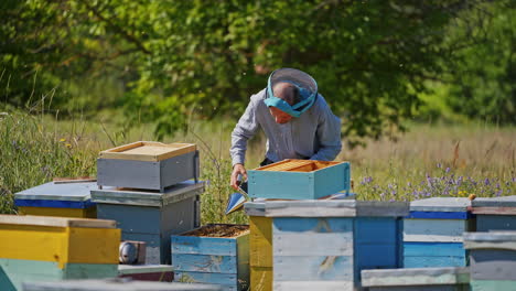 apiculturist on a bee farm. professional beekeeper takes frame full of bees out from the beehive in summer. wooden hives on nature background.