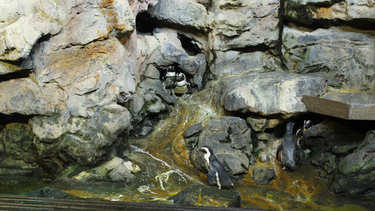 인공 환경에서 을 보호하는 동물원