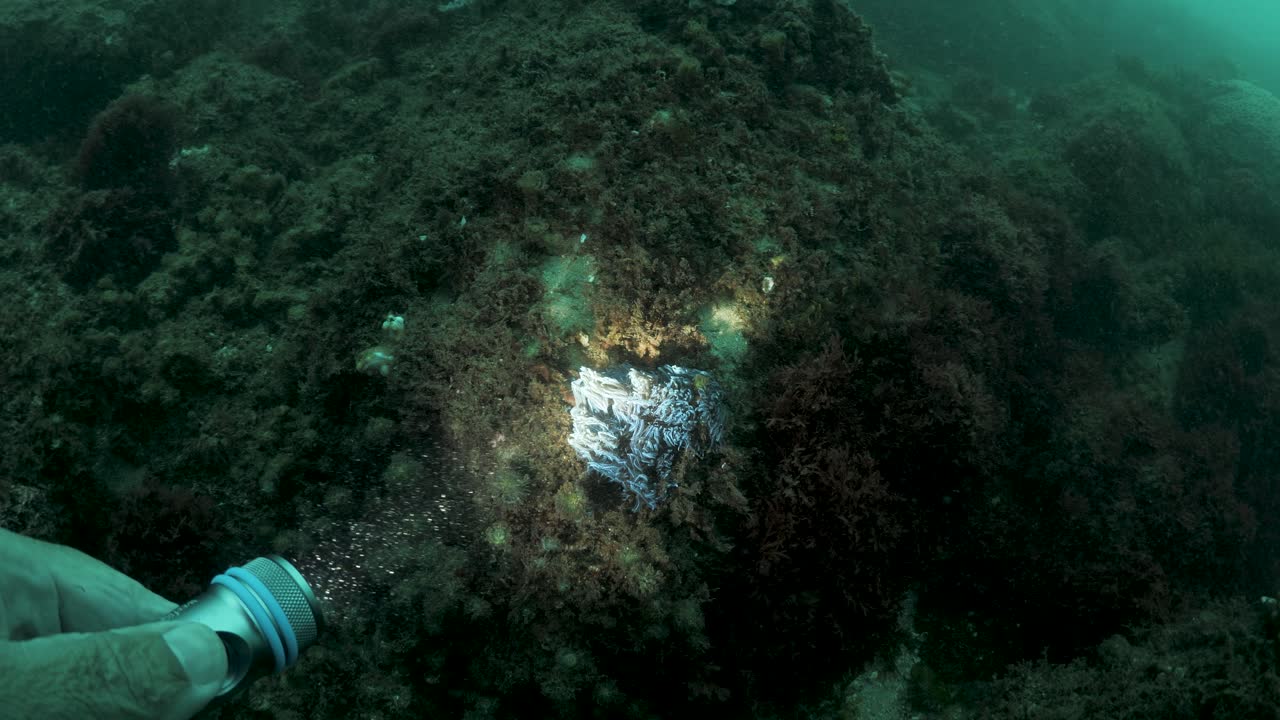 Um mergulhador guiando um passeio subaquático ilumina e observa um organismo marinho vivendo em um recife de coral. Vista de câmera subaquática