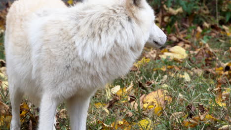 close-up of a southern rocky mountain gray wolf looks off-camera to the right and is startled