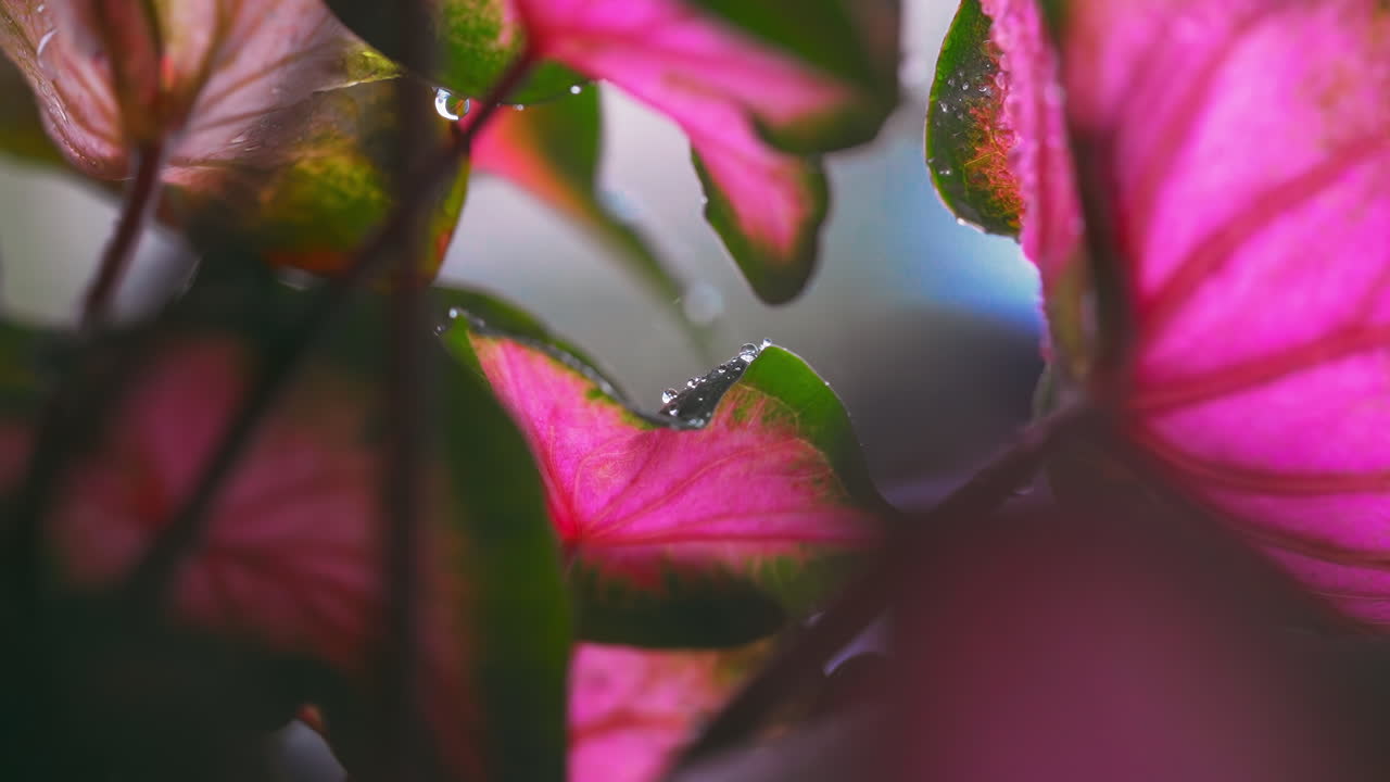 Primo piano della pioggia che adorna le foglie di Caladium.