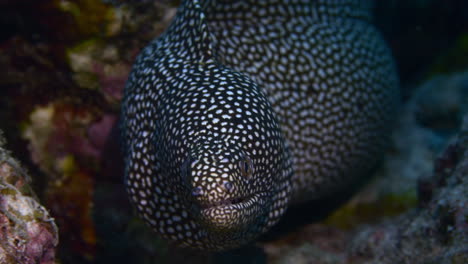 Increíble-Anguila-Morena-De-Pavo-De-Cerca-En-El-Arrecife-Con-Foco-En-Los-Ojos