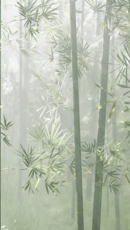 misty bamboo forest