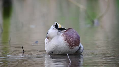 male mallard duck  preening his feathers