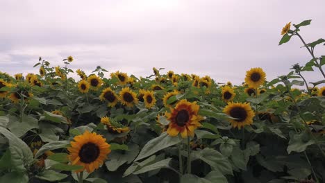 Nahaufnahme-Eines-Sonnenblumenfeldes