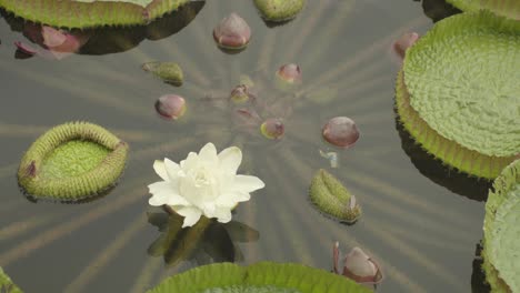 a panning shot of big water lilies in a chinese zen parc in the middle of the city of taipei, taiwan