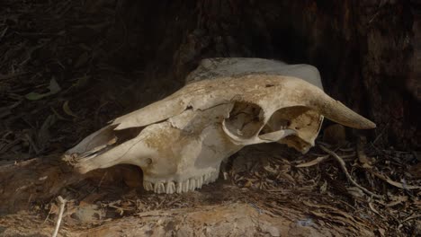 animal skull lies on the ground under the tree with fine dust blown by the wind