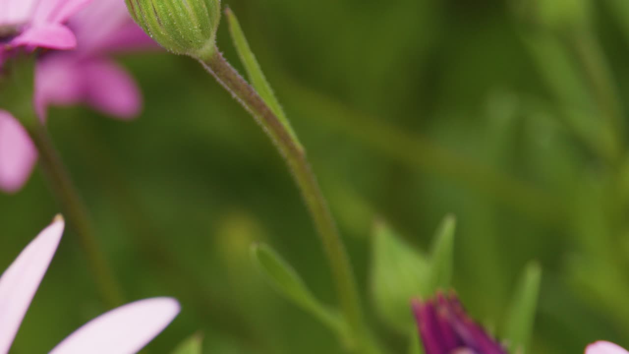 Movimenti panoramici di una macrocamera su un fiore di Osteospermum rosa in fiore, rivelando petali, polline e fogliame verde