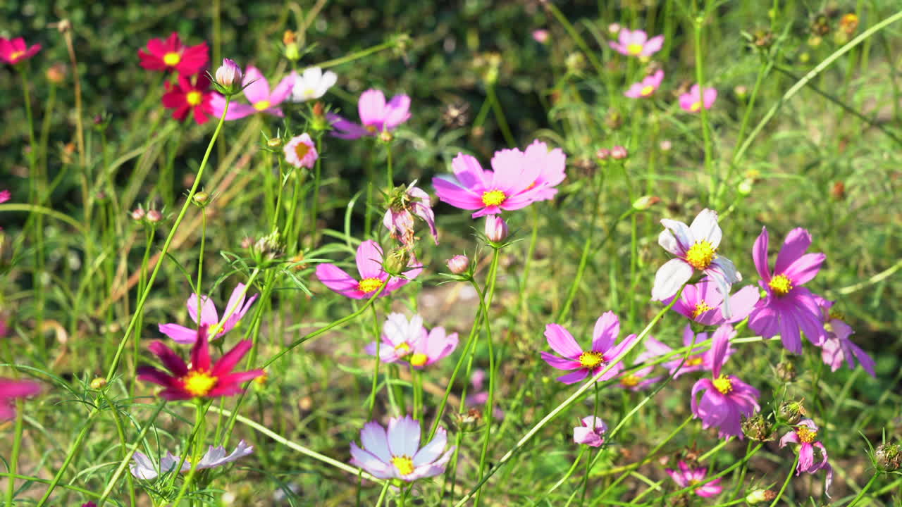 Some garden cosmos blooming beautifully in the morning light in Chiang Mai Thailand