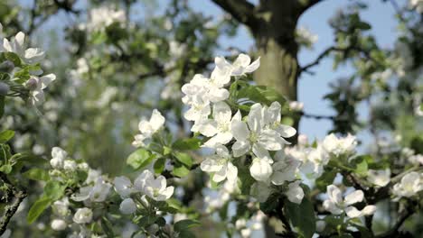 detail of fall petals on spring theme. apple blossom flower