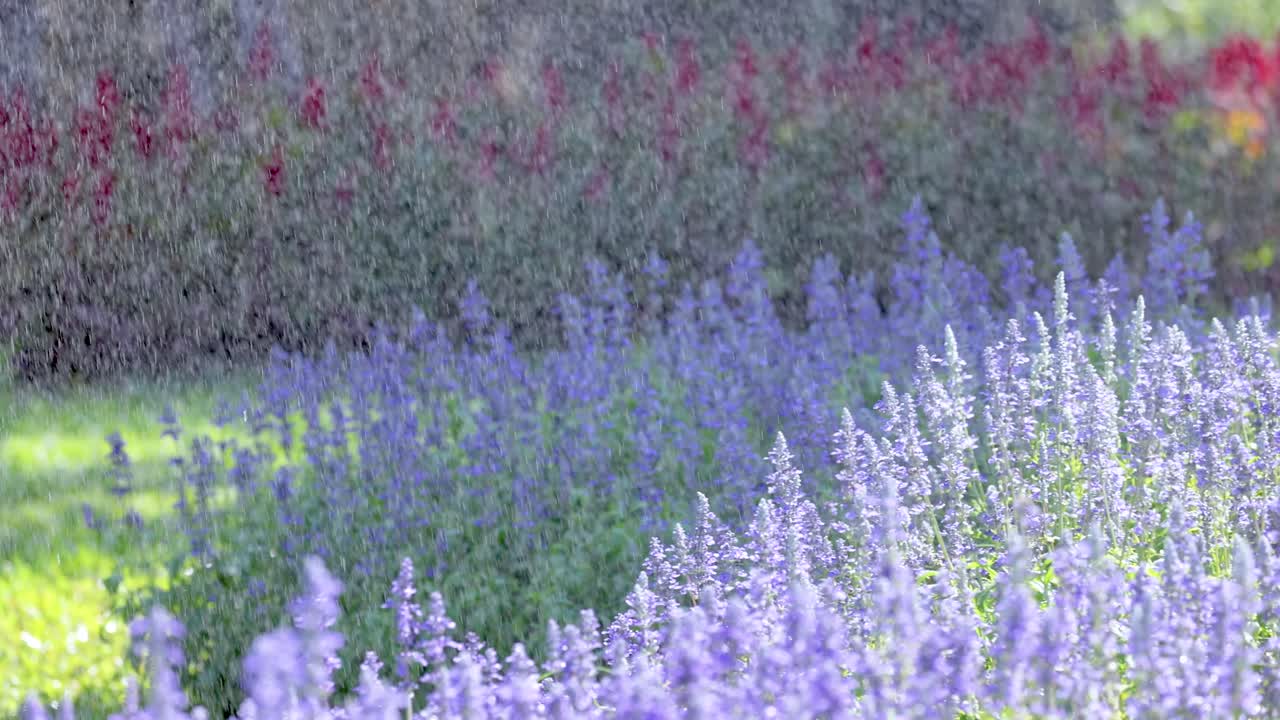 태국 공원 에서 라벤더 정원 에 물 을 주고 있다